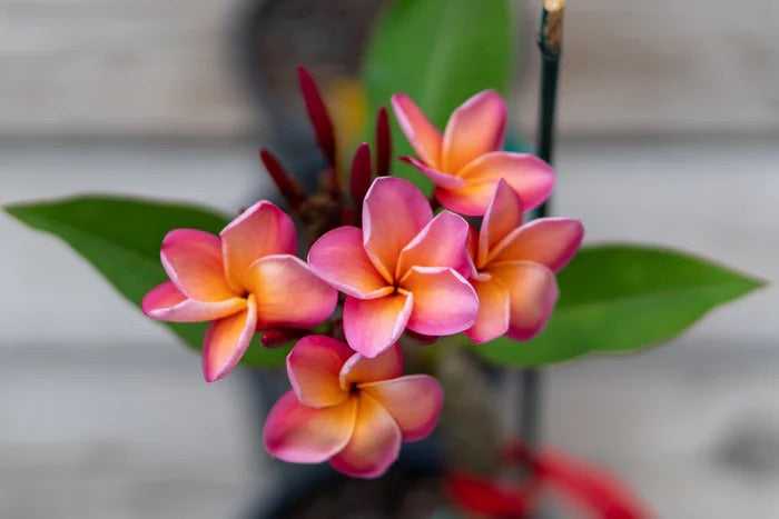 Polynesian Flower Scent
